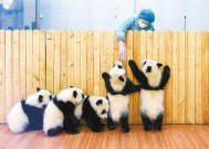 秦岭大熊猫研究中心饲养员陈洒： 给大熊猫幼崽当“奶妈”