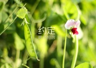 刚看到那个高考状元复读的新闻，求8为什么她考了状元不能去北大？到底是