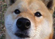 安史之乱发生了什么事_建安之乱是什么