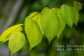 冬奥会来的各国运动员吃住本国付费吗？